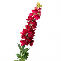 Люпин, красный (8721-020)