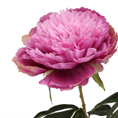 Пион (95 см) (016FS-PL)