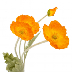 Мак оранжевый, 60 см (9160-041)