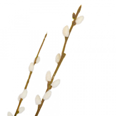 Искусственная ветвь ивы "Котики", белая, 66 см (9160-059)