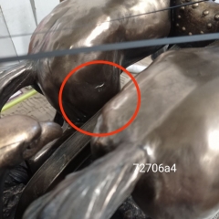 УЦІНКА Статуетка "Римський воїн на колісниці" 62 см (Пляма на животі,крапка.Дефект заливки на коні та тріщина на копиті) (00BR-72706A4/1)