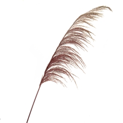 Сухоцвіт Очерет, бордовий (8430-046)