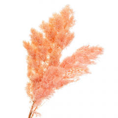 Роголисник Персиковий, стабілізований (8213-058)