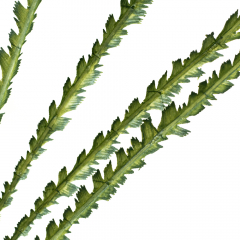 Декоративная ветка (8725-016)