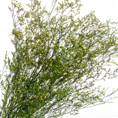 Декоративна гілка Зелена, стабілізована (8213-010)