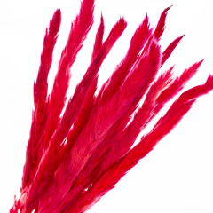 Пампасна трава Малинова, стабілізована (8213-037)