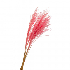 Ковилаа Рожева, стабілізований (8213-045)