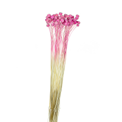 Сухоцвіти "Ботао" Рожеві (8430-001)