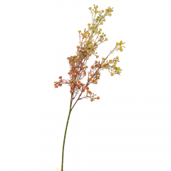 Ветка сухоцвета полевого оранжевая (8100-005)