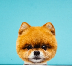 Набір коробок "Найкращий друг" 3 шт (8427-008)