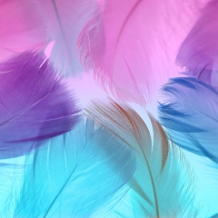 Декоративне пір